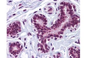Anti-KPNA4 antibody IHC of human breast.