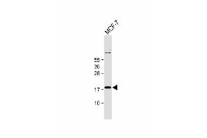 Anti-IER3 Antibody (N-term) at 1:1000 dilution + MCF-7 whole cell lysate Lysates/proteins at 20 μg per lane.