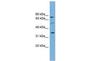 OST alpha antibody  (AA 179-228)