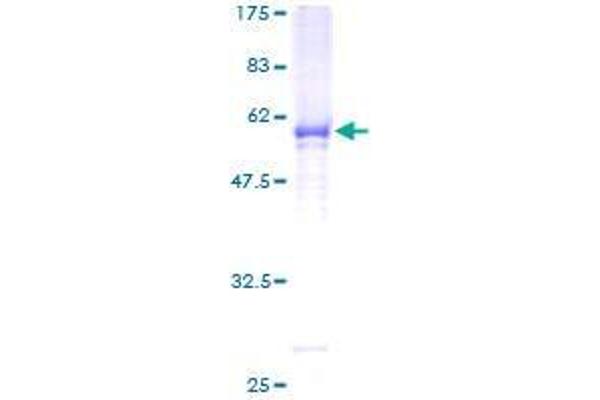GALNT12 Protein (AA 1-272) (GST tag)