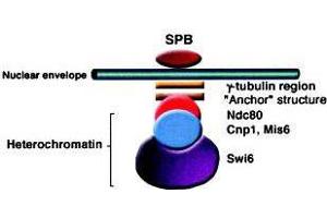 1. (Swi6 (AA 314-328) antibody)