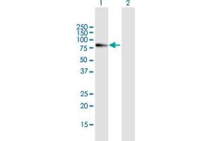 Western Blot analysis of MYB expression in transfected 293T cell line by MYB MaxPab polyclonal antibody. (MYB antibody  (AA 1-640))