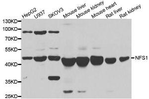 Western blot analysis of extracts of various cell lines, using NFS1 antibody. (NFS1 antibody  (AA 208-457))
