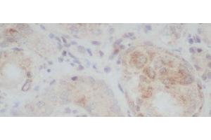 Immunohistochemistry of paraffin-embedded Rat kidney using ERG Polyclonal Antibody at dilution of 1:50 (ERG antibody)