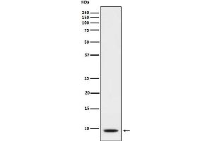 Western blot analysis of CXCL5 expression in A549 cell lysate treated with TNF alpha and TPA .