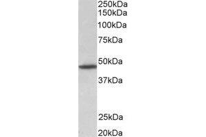 Western Blotting (WB) image for anti-G Protein-Coupled Receptor 83 (GPR83) (Internal Region) antibody (ABIN2465006)