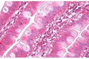 Anti-NUDT1 / MTH1 antibody IHC staining of human small intestine. (NUDT1 antibody)