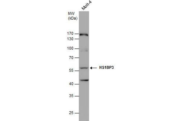 HS1BP3 antibody  (C-Term)