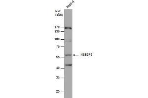 HS1BP3 antibody  (C-Term)