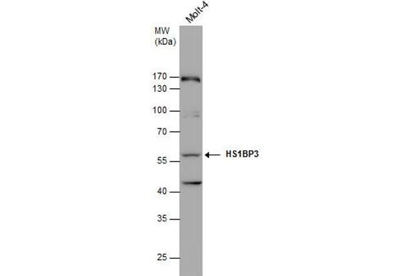 HS1BP3 抗体  (C-Term)
