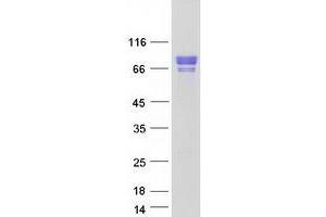 Validation with Western Blot (HSF1 Protein (Myc-DYKDDDDK Tag))