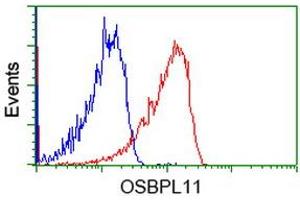 Image no. 3 for anti-Oxysterol Binding Protein-Like 11 (OSBPL11) antibody (ABIN1499918)