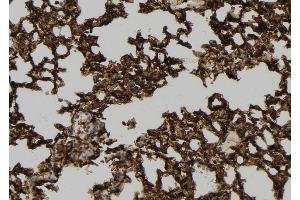 ABIN6278981 at 1/100 staining Mouse lung tissue by IHC-P. (NKIRAS1 antibody  (C-Term))