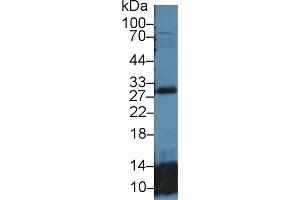 Detection of GSTt2 in Mouse Lung lysate using Polyclonal Antibody to Glutathione S Transferase Theta 2 (GSTt2) (GSTT2 antibody  (AA 15-235))