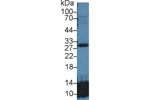 GSTT2 antibody  (AA 15-235)