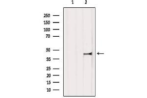 Western Blotting (WB) image for anti-Jun Proto-Oncogene (JUN) (N-Term) antibody (ABIN6260336)