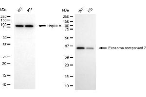 Western blotting analysis using exosome component 7 antibody (ABIN7798549).