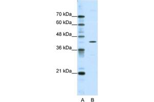 Western Blotting (WB) image for anti-DOK2 (DOK2) antibody (ABIN2463714) (DOK2 antibody)