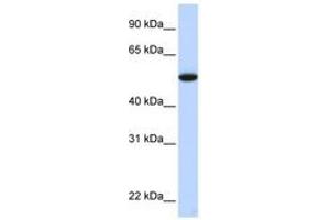 Image no. 1 for anti-Chromosome 9 Open Reading Frame 43 (C9orf43) (C-Term) antibody (ABIN6741349) (C9orf43 antibody  (C-Term))
