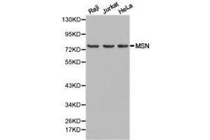 Western Blotting (WB) image for anti-Moesin (MSN) antibody (ABIN1873759) (Moesin antibody)