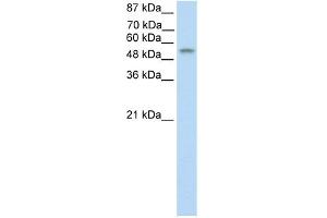 WB Suggested Anti-TEAD4 Antibody Titration:  0. (TEAD4 antibody  (C-Term))