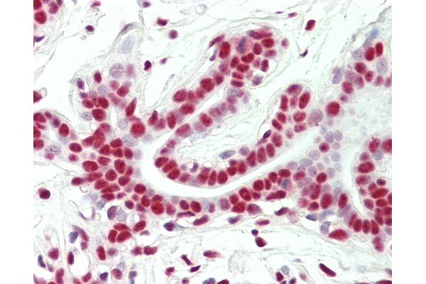 CHTOP antibody  (C-Term)