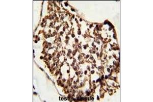 Formalin-fixed and paraffin-embedded human testis tissue reacted with SET07 Antibody, which was peroxidase-conjugated to the secondary antibody, followed by DAB staining. (SETD8 antibody  (N-Term))