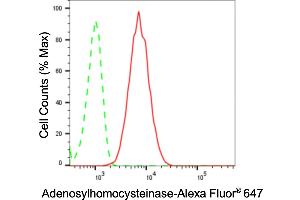 anti-Adenosylhomocysteinase (AHCY) antibody