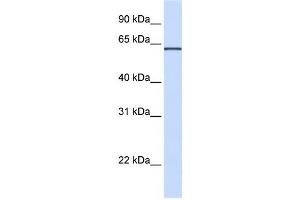 Western Blotting (WB) image for anti-Integrin alpha FG-GAP Repeat Containing 1 (ITFG1) antibody (ABIN2459345)