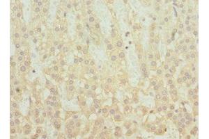 Immunohistochemistry of paraffin-embedded human adrenal gland tissue using ABIN7170393 at dilution of 1:100 (SNX32 antibody  (AA 144-403))