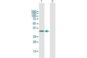 Western Blot analysis of KLF16 expression in transfected 293T cell line by KLF16 MaxPab polyclonal antibody. (KLF16 antibody  (AA 1-252))