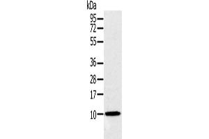 Western Blotting (WB) image for anti-NADH Dehydrogenase (Ubiquinone) 1 alpha Subcomplex, 2, 8kDa (NDUFA2) antibody (ABIN2423857) (NDUFA2 antibody)