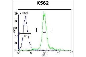 GLMN Antibody (C-term) (ABIN655986 and ABIN2845370) flow cytometric analysis of K562 cells (right histogram) compared to a negative control cell (left histogram). (GLMN antibody  (C-Term))