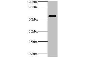 Western blot All lanes: ATP6V1B2 antibody at 5 μg/mL + Hela whole cell lysate Secondary Goat polyclonal to rabbit IgG at 1/10000 dilution Predicted band size: 57 kDa Observed band size: 57 kDa (ATP6V1B2 antibody  (AA 262-511))
