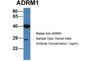 Human Hela; Host:Rabbit. (ADRM1 antibody  (C-Term))