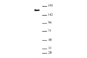 SMC4 antibody (pAb) tested by Western blot Nuclear extract of HeLa cells (20 μg) probed with SMC4 antibody (1:1,000). (SMC4 antibody  (N-Term))
