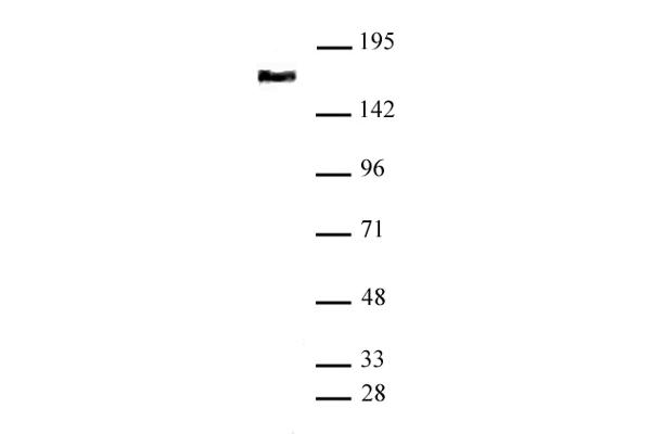 SMC4 Antikörper  (N-Term)