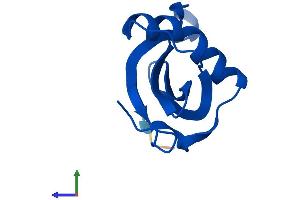 AlphaFold protein structure predicition of Human Recombinant CSTB Protein, UniprotID P04080 (CSTB Protein (AA 1-98) (His tag))