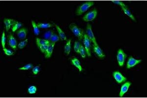 Immunofluorescent analysis of HepG2 cells using ABIN7152648 at dilution of 1:100 and Alexa Fluor 488-congugated AffiniPure Goat Anti-Rabbit IgG(H+L) (FAR2 antibody  (AA 1-300))