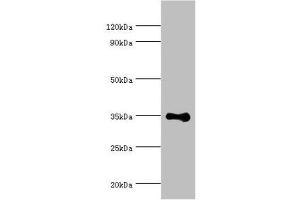 Western blot All lanes: DNA repair protein RAD51 homolog 4 antibody at 8 μg/mL + Jurkat whole cell lysate Secondary Goat polyclonal to rabbit IgG at 1/10000 dilution Predicted band size: 36, 6, 24, 31, 13, 23, 38 kDa Observed band size: 36 kDa (RAD51D antibody  (AA 1-328))