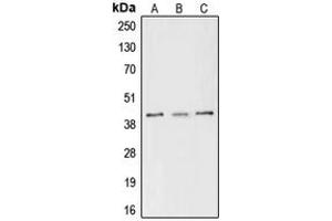 Western blot analysis of CREB (pS133) expression in MCF7 (A), Raw264. (CREB1 antibody  (pSer133))
