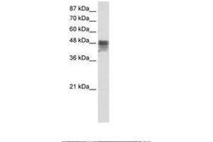 Image no. 1 for anti-RNA Binding Motif, Single Stranded Interacting Protein 3 (RBMS3) (C-Term) antibody (ABIN203123) (RBMS3 antibody  (C-Term))