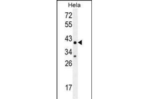 CYC1 Antibody (C-term) (ABIN655608 and ABIN2845091) western blot analysis in Hela cell line lysates (35 μg/lane). (Cytochrome C1 antibody  (C-Term))