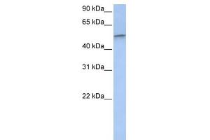 DRG1 antibody used at 1 ug/ml to detect target protein. (DRG1 antibody  (Middle Region))