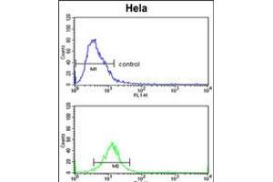 Flow cytometric analysis of Hela cells (bottom histogram) compared to a negative control cell (top histogram). (CDK19 antibody  (AA 253-285))
