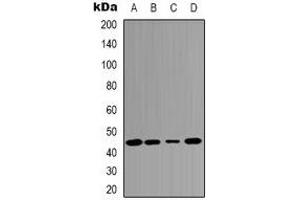 Western blot analysis of c-Jun expression in MCF7 (A), Hela (B), mouse kidney (C), rat heart (D) whole cell lysates. (C-JUN antibody)