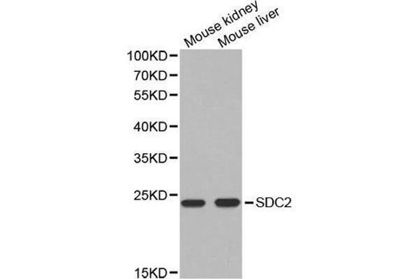 Syndecan 2 antibody  (AA 19-144)