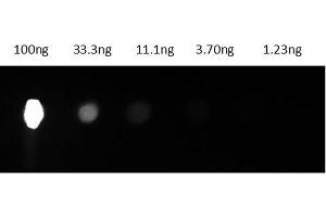Dot Blot results of Mouse IgG2a R-Phycoerythrin conjugate. (Mouse IgG2a isotype control (PE))
