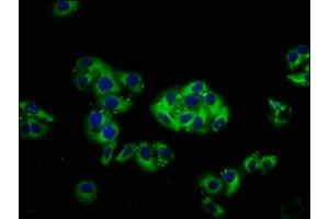 Immunofluorescence (IF) image for anti-Copine III (CPNE3) (AA 297-442) antibody (ABIN7148519)