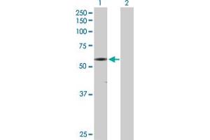 Western Blot analysis of CAMK2G expression in transfected 293T cell line by CAMK2G MaxPab polyclonal antibody. (CAMKII gamma antibody  (AA 1-527))